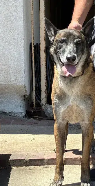 Floki