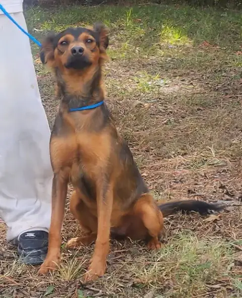 260582  Bandit photo 4