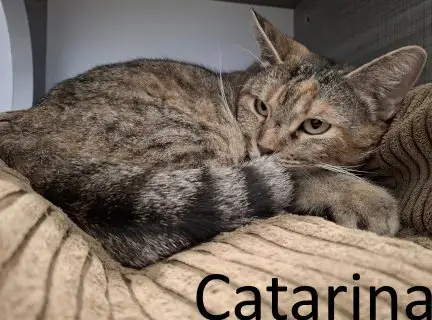 Catarina photo 3