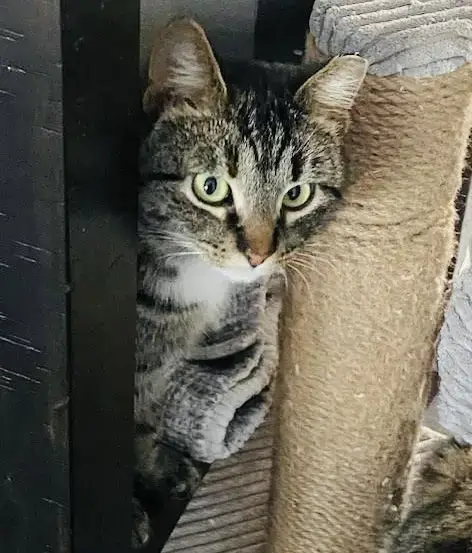 Marbles