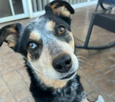 Sadie photo 2