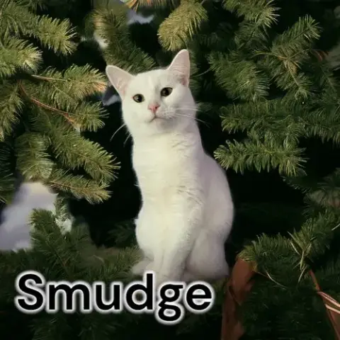 Smudge photo 4