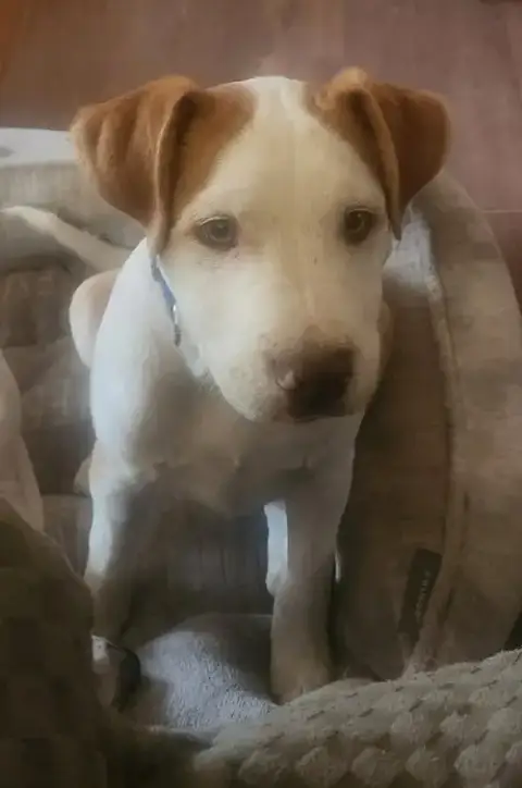 Alfie Lh photo 3