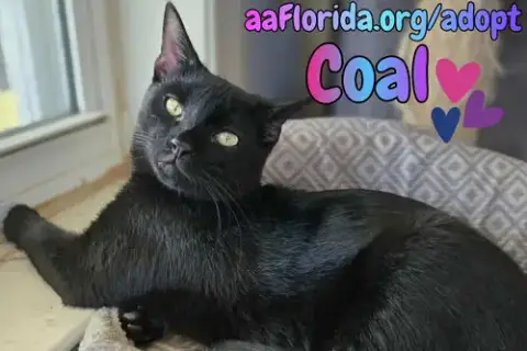 Coal