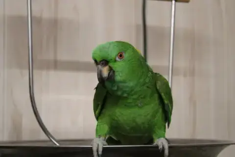 Reggie