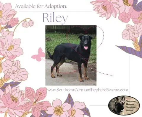 Riley photo 5