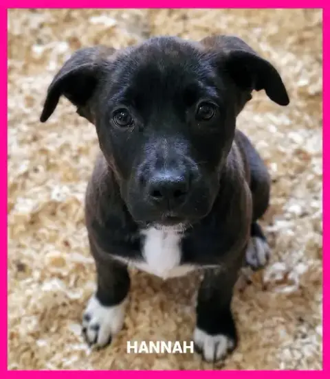 Hannah photo 2