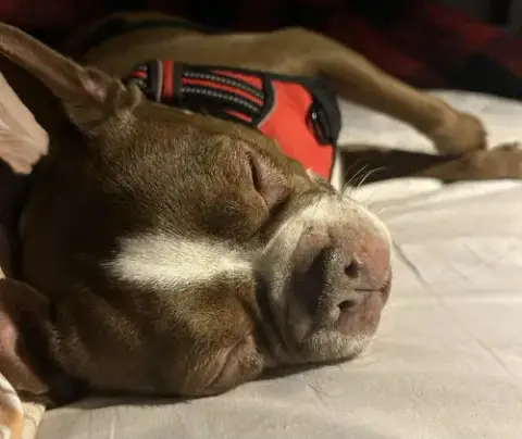 Mocha photo 3