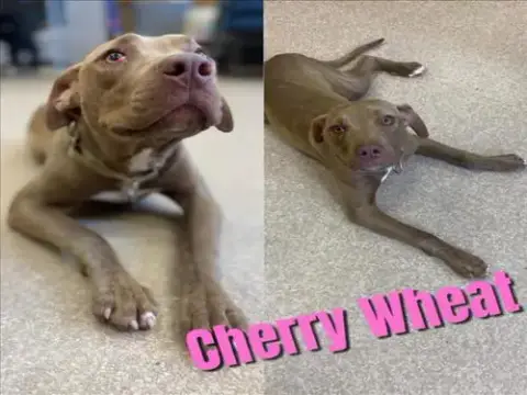 Cherry Wheat