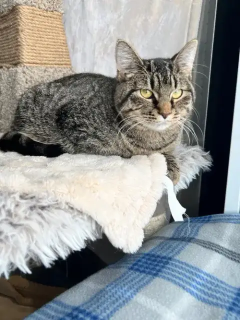 Purrito- Long Term 7*10*25 photo 3