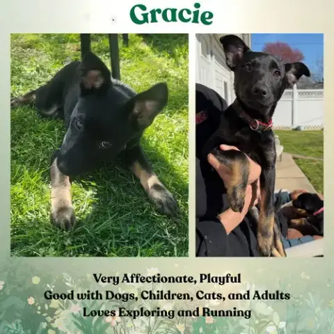 Gracie