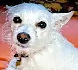 Zeke photo 5