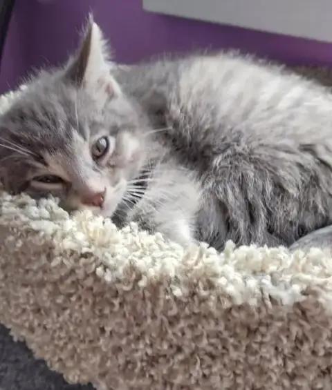 Lovebug * In Foster * photo 3