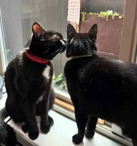 Mercy & Roxy