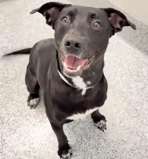 Happy