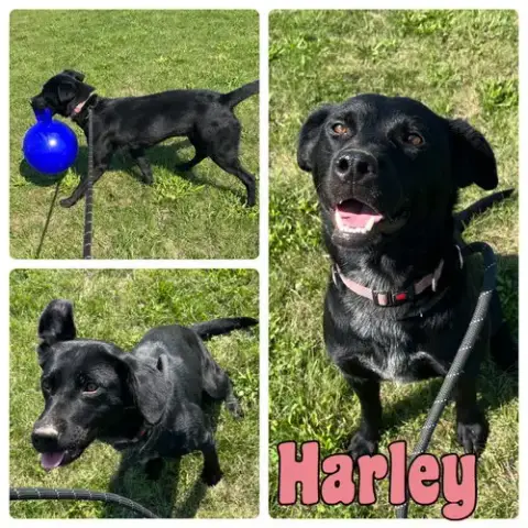 Harley