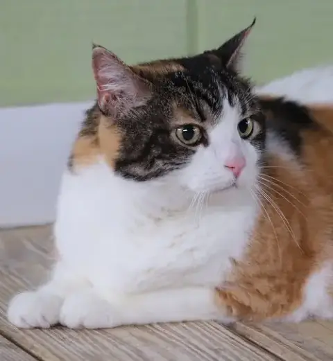 Bella