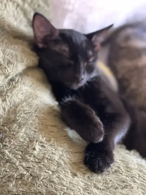 Miss Panther photo 3