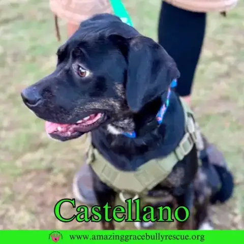 Castellano photo 5