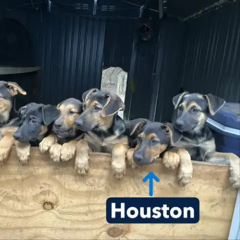 Houston