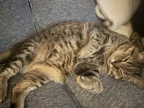 Tooncy Kitty photo 2