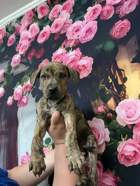 Maximus