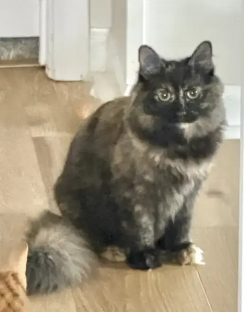 Kitten Stormy