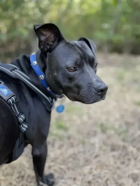 Courtesy Post: Jaxson photo 3