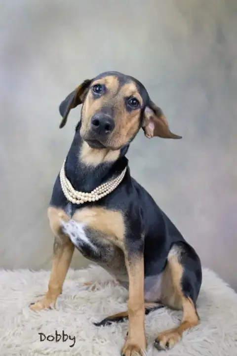 Dobby photo 2