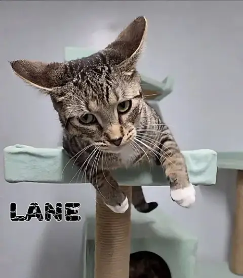 Lane photo 2