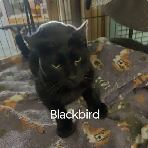 Blackbird