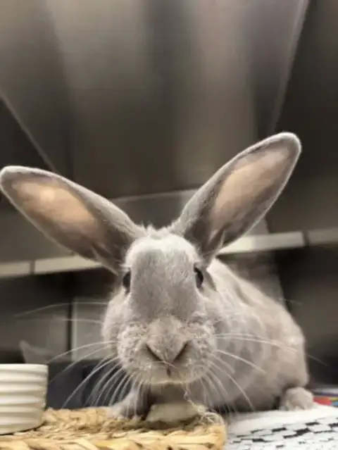 Dooby