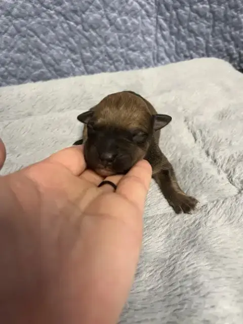 Booktok Fantasy Litter photo 4