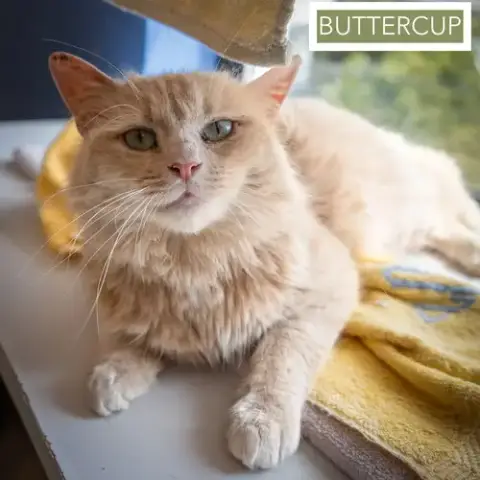 Buttercup: Dlh/Dmh photo 5