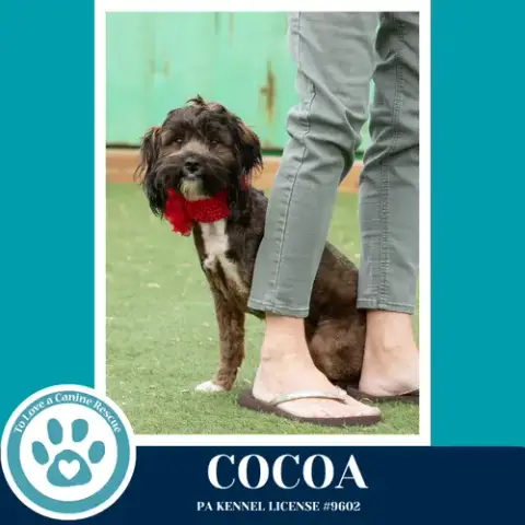 Cocoa