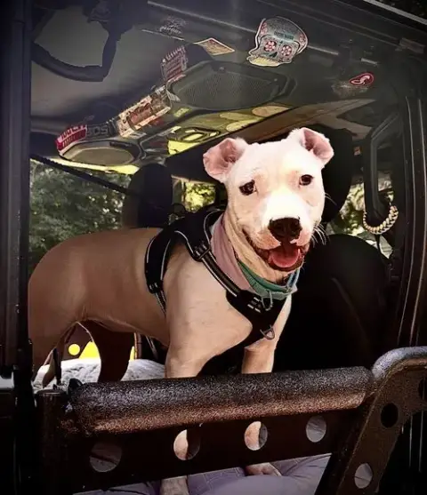 Piper