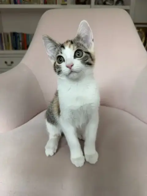 Coco