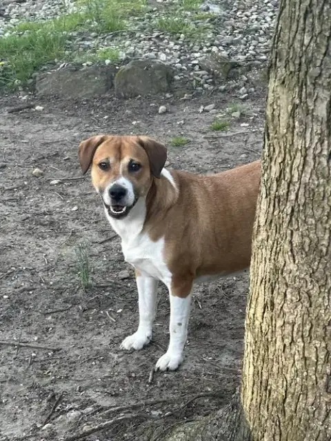 Noel