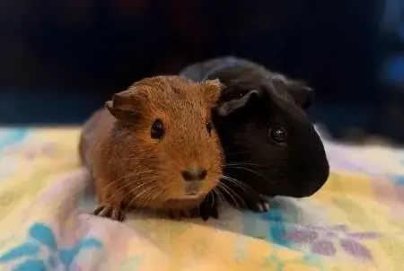 Pepsi & Chili photo 2