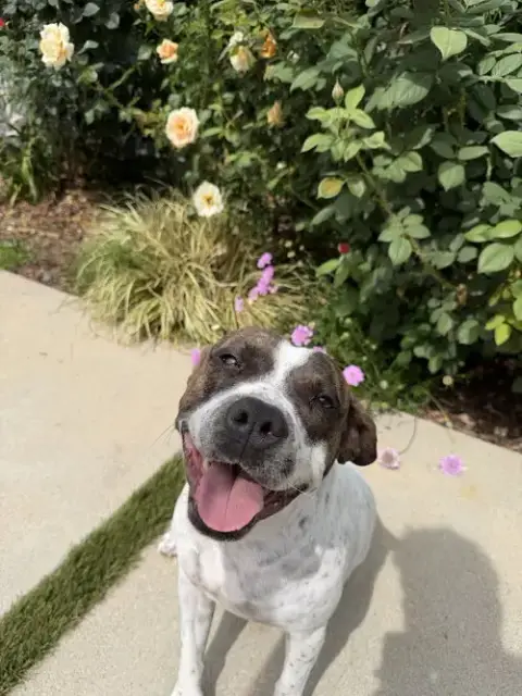 Roki