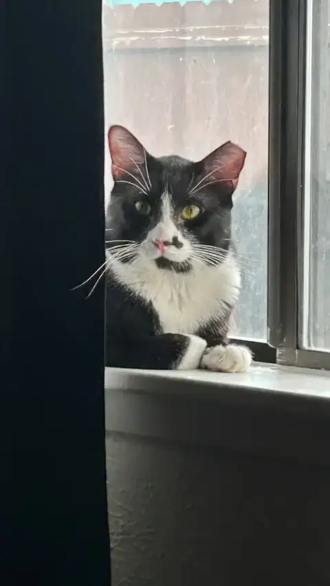 Felix