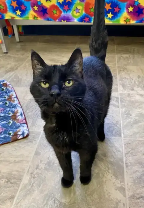 Luke Skywhisker