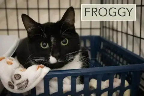 Froggy photo 3