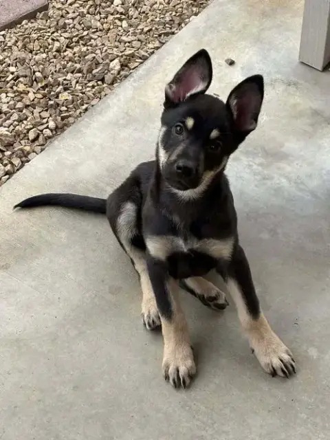 Cali Litter photo 2