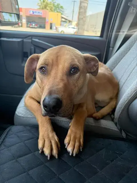 Scooby