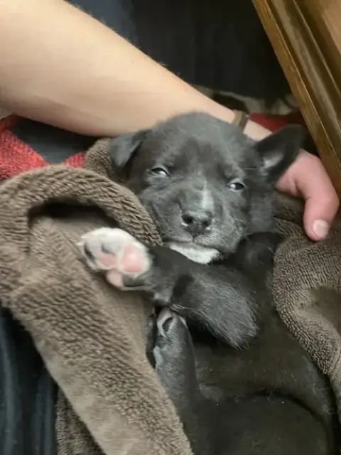 Draco