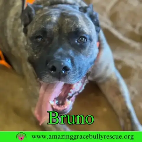 Bruno photo 4