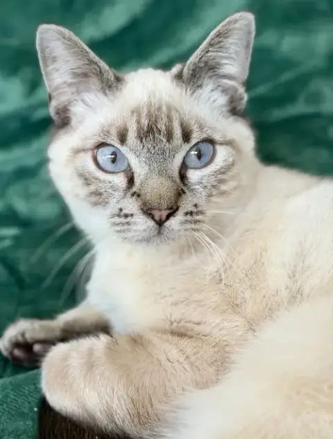 Meeps =^.^= photo 2