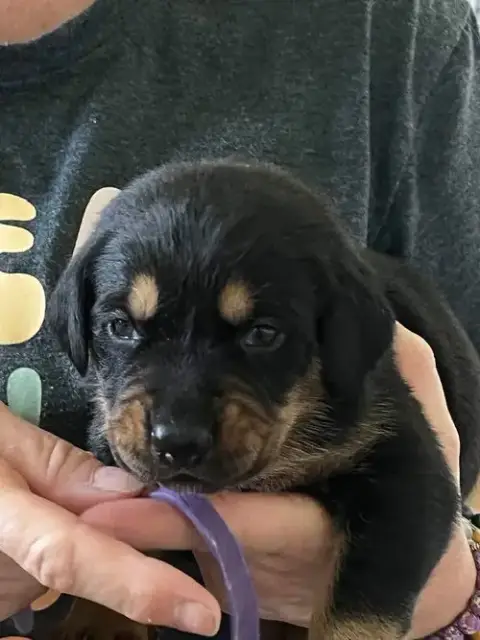 Gemstone Puppies Females photo 2