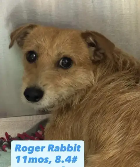 Roger Rabbit